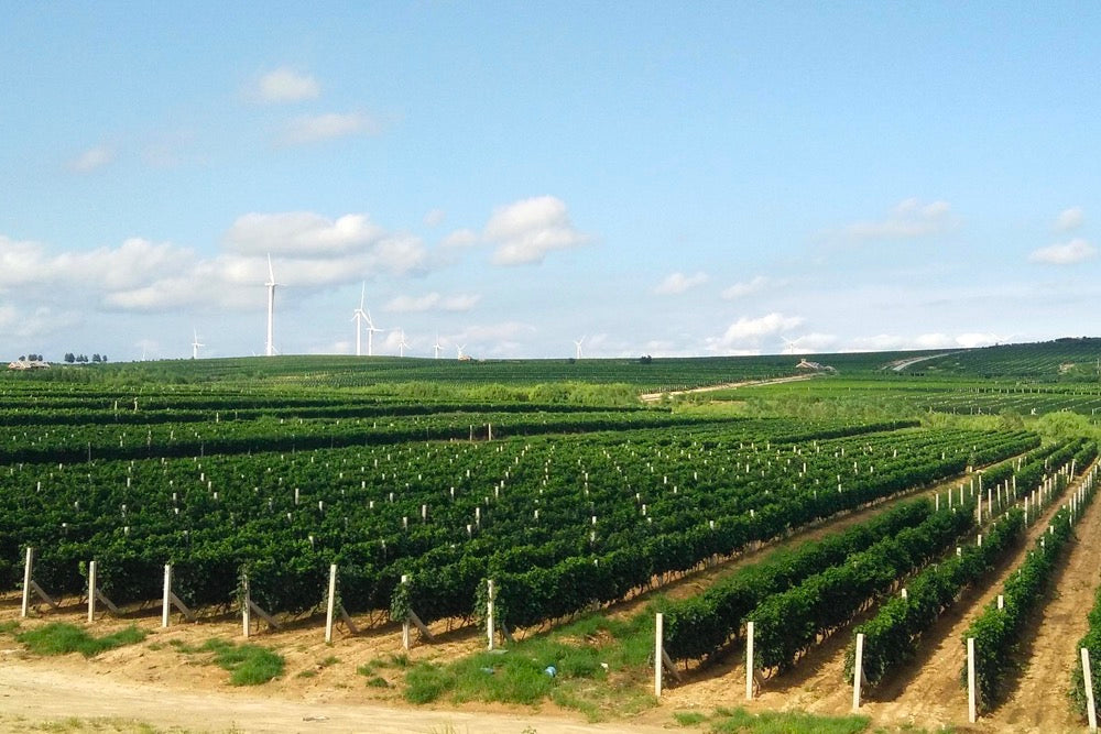 Enhancing Vineyard Operations with Talkpod Digital Radio Solutions at Shandong Agricultural Demonstration Zone's Multicolored Grape Plantation