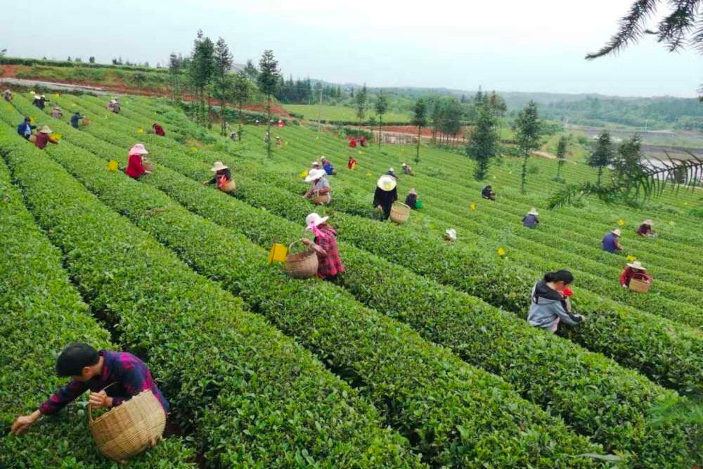 Talkpod Agricultural Communication Solutions at Fujian Rishun Tea Group's Tieguanyin Production Base
